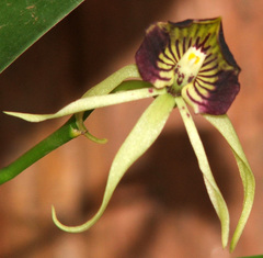 Prosthechea cochleata
