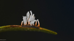 Puccinia graminis