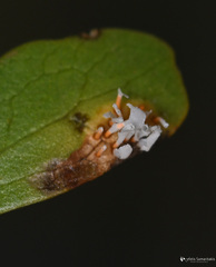 Puccinia graminis