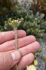 Leucadendron nitidum