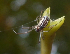 Neriene peltata