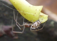 Neriene peltata