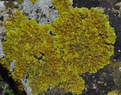 Xanthoria calcicola