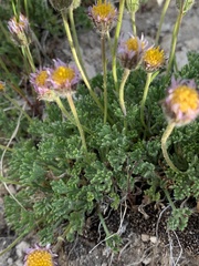 Erigeron compositus