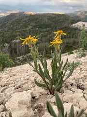 Senecio integerrimus