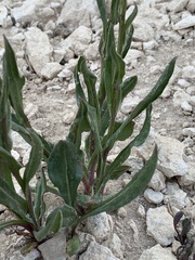 Senecio integerrimus