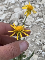Senecio integerrimus