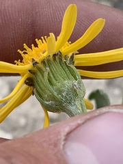 Senecio integerrimus
