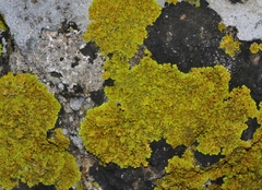 Xanthoria calcicola