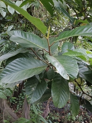 Artocarpus hirsutus