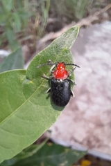 Cacoscelis nigripennis