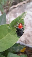 Cacoscelis nigripennis