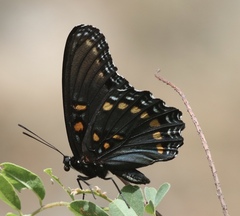 Limenitis arthemis arizonensis
