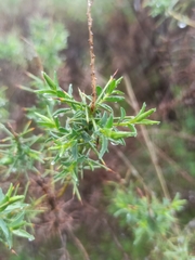 Genista hirsuta