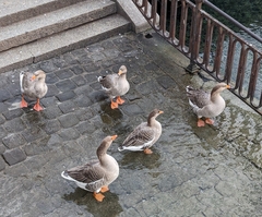 Anser anser domesticus × anser cygnoides domesticus