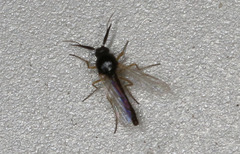 Ceratopogoninae