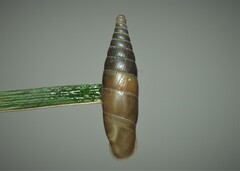 Papillifera