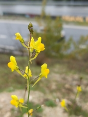 Linaria spartea