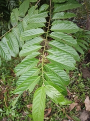 Cananga odorata