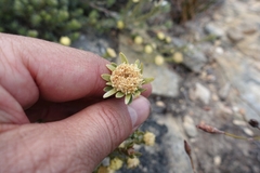 Leucadendron nitidum