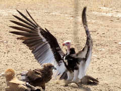 Trigonoceps occipitalis