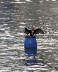 Phalacrocorax carbo