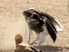 Trigonoceps occipitalis