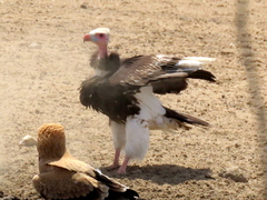 Trigonoceps occipitalis