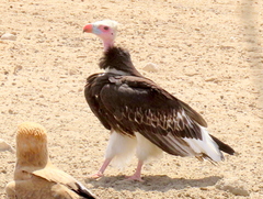 Trigonoceps occipitalis