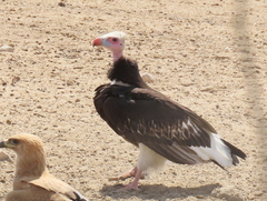 Trigonoceps occipitalis