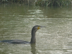 Phalacrocorax carbo sinensis