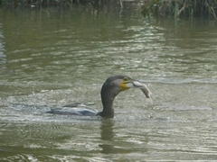 Phalacrocorax carbo sinensis