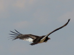 Trigonoceps occipitalis