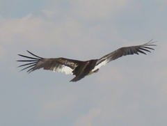 Trigonoceps occipitalis