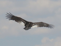 Trigonoceps occipitalis