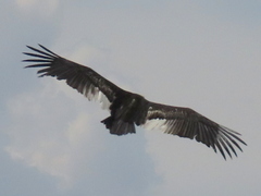 Trigonoceps occipitalis