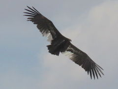 Trigonoceps occipitalis