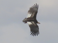 Trigonoceps occipitalis