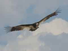 Trigonoceps occipitalis