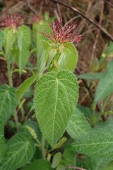 Acalypha villicaulis