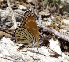 Chlosyne cyneas