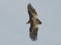 Trigonoceps occipitalis