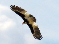 Trigonoceps occipitalis