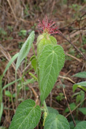 Image of Acalypha villicaulis by no rights reserved
