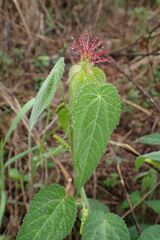 Acalypha villicaulis