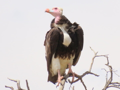 Trigonoceps occipitalis