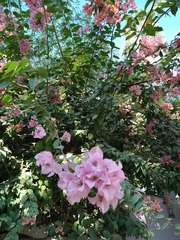 Tabebuia rosea