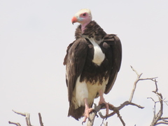 Trigonoceps occipitalis