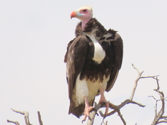 Trigonoceps occipitalis