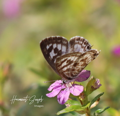 Leptotes plinius